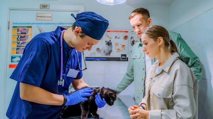 Для владельцев домашних животных в сервисе «Моспитомец» появились новые функции