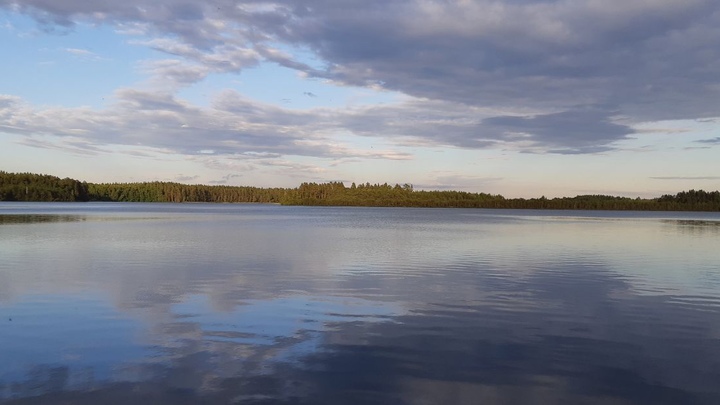 В Нижнем Новгороде в водоёме ЗКПД-4 погибла лошадь