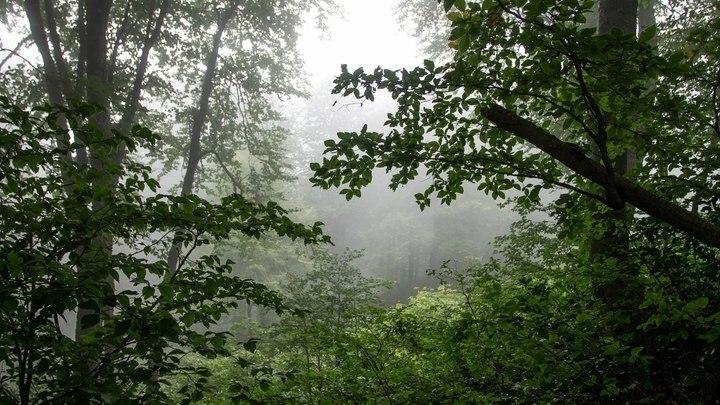 В Сочи женщина заблудилась в лесу, убегая от стаи собак