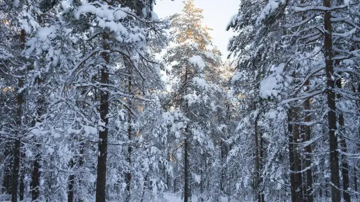 «Усольцевы там!»: появились координаты предполагаемого местонахождения исчезнувшей семьи