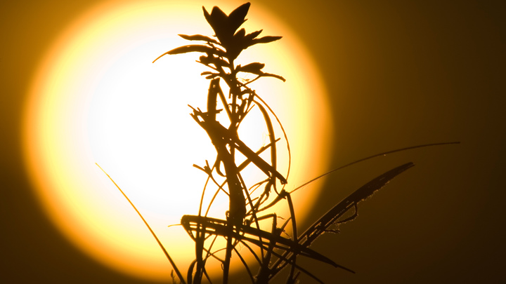 Синоптики предупредили об опасном уровне ультрафиолетового излучения на Кубани