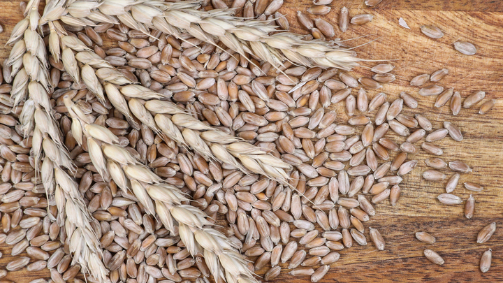 В Запорожской области ведется прием заявок на субсидии на развитие растениеводства