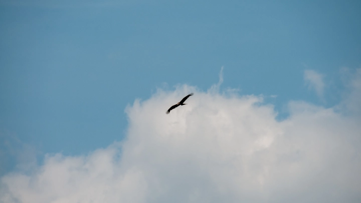 Пикирующий ястреб ранил 12 человек: на обезумевшую птицу охотятся в Британии