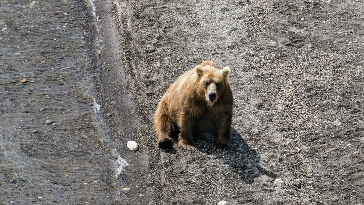 В Костроме медведь напал на двух мужчин во дворе многоэтажного дома