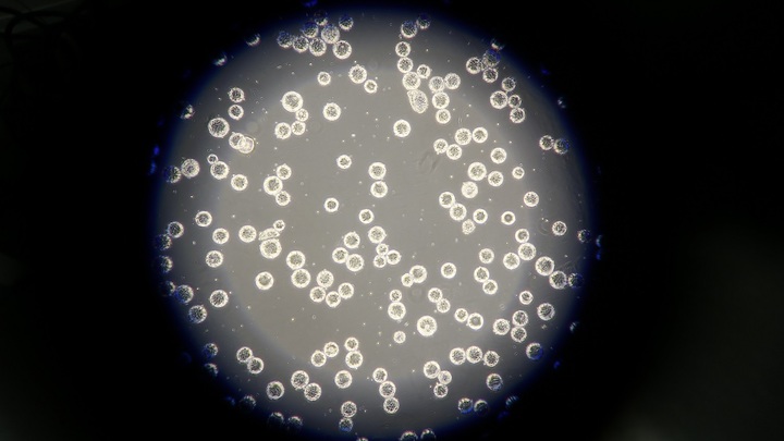 Омикрон размножился: ВОЗ сообщила о сотнях мутаций