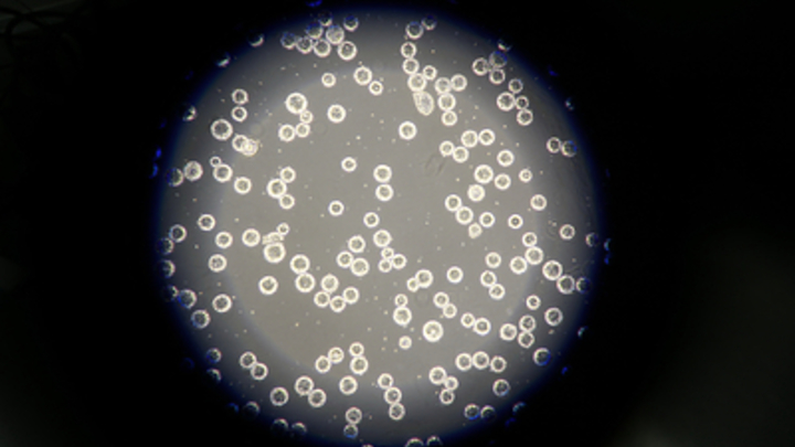 Ковид был первой болезнью Х: Гендиректор ВОЗ намекнул на сроки новой пандемии