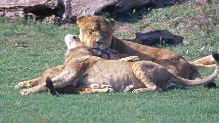 В Парке Тайган львы растерзали смотрительницу