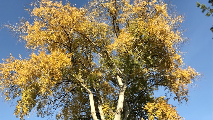 На Кубани до середины недели будет 40-градусная жара