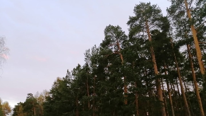 Власти не намерены отдавать спорный участок челябинского бора, который отводился детской больнице