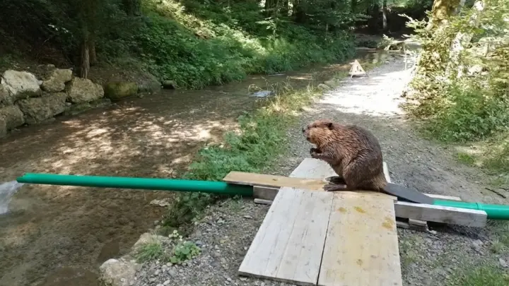 В Швейцарии открыли горячую линию по бобрам: грызуны топят дома и рушат дороги