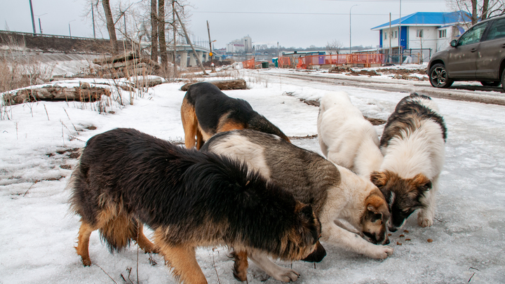 Ещё в одном селе Новосибирской области ввели карантин по бешенству
