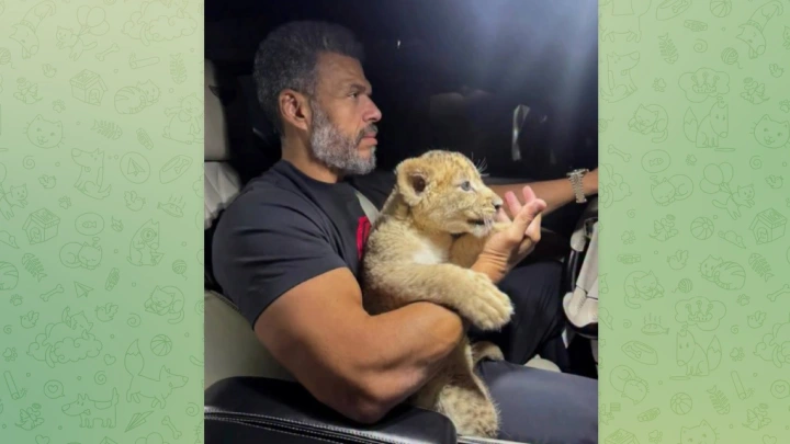 В элитном ЖК Красногорска блогер поселил львёнка в квартире