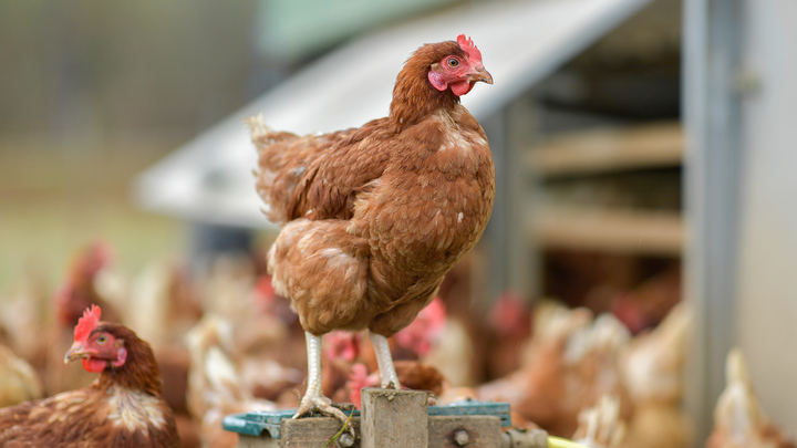 Отрывала головы и пила кровь: Башкиры поймали в курятнике таинственную чупакабру