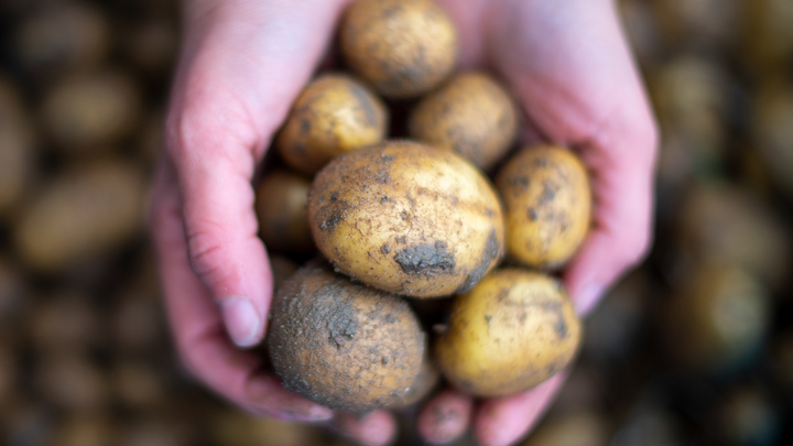 Картошки будет много, но: На полки супермаркетов выложат мелкокалиберку