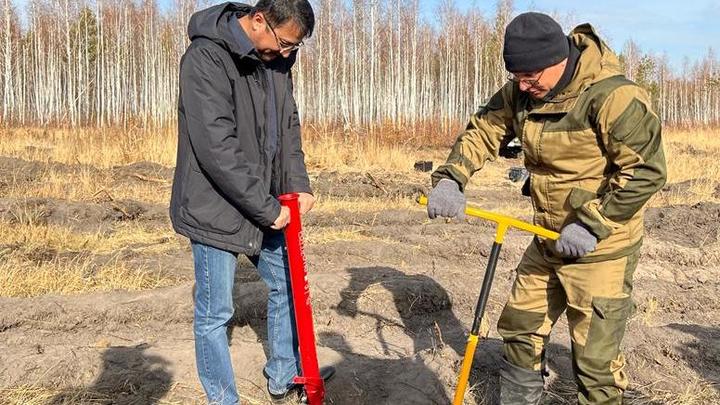 300 тысяч молодых елей и сосен высадят в Нижегородской области в апреле-мае 2022 года