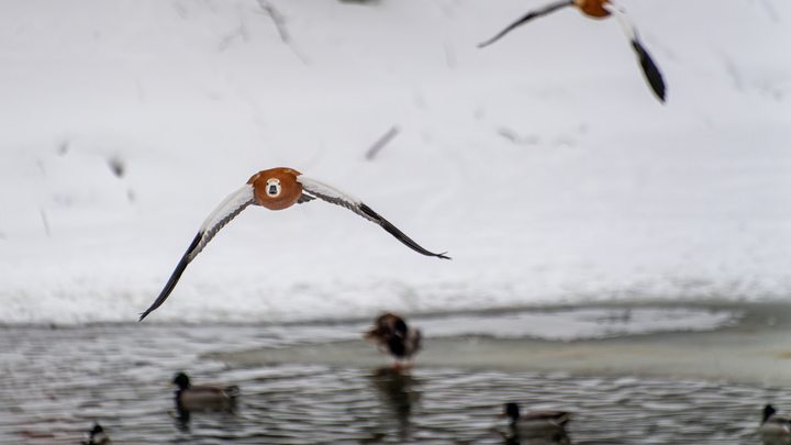 Загадочный бердвотчинг. Пять парков в Москве с необычными обитателями