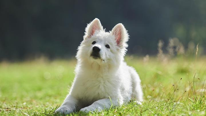 Лучше не верить объявлениям: Кинолог указал место, где взять здорового щенка