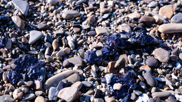 Мазут на Кубани будут убирать при помощи химических пастухов