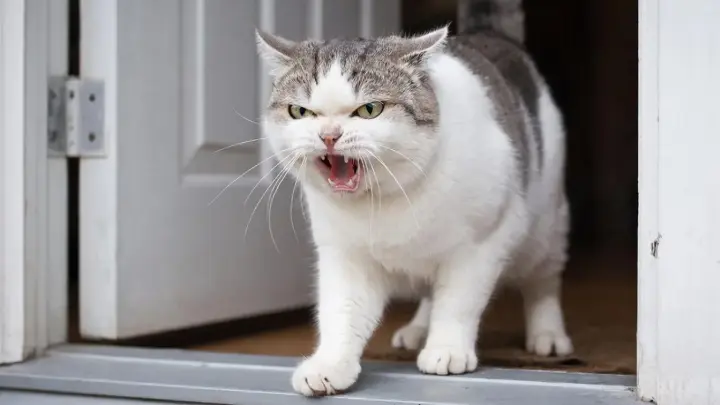 Кошки чувствуют демонов: Дурной знак для Зеленского – британец Ларри бросился прочь, едва тот появился на пороге