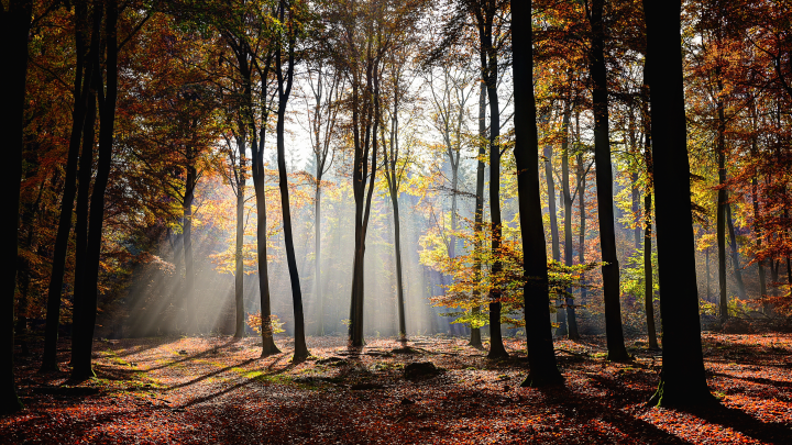 В поиске белых грибов: миколог рассказала о главных правилах тихой охоты
