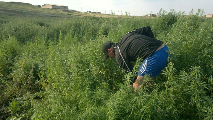 В Запорожской области борются с незаконным оборотом наркотиков