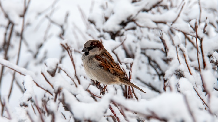 Россия остаётся без воробьёв - учёные бьют тревогу
