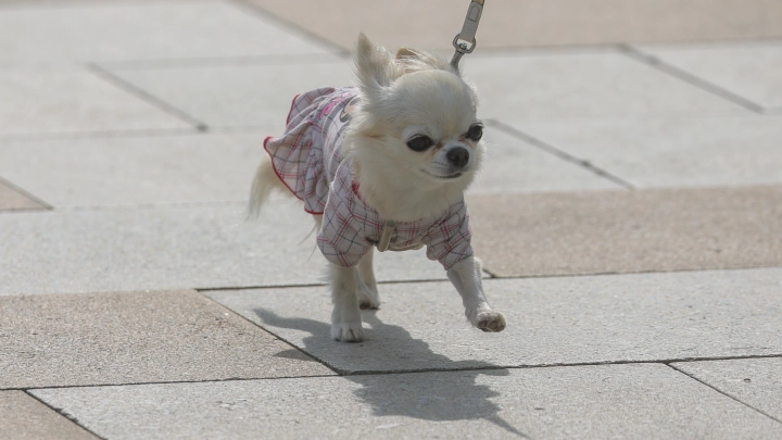 Бесплатно привить питомца от бешенства можно будет на Тверском бульваре