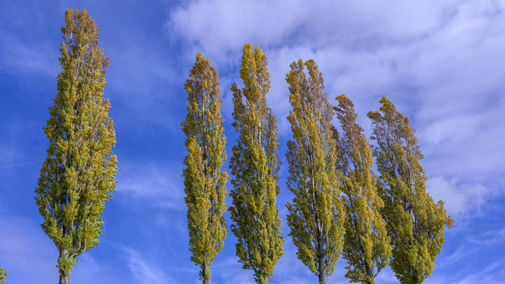 В Запорожской области высадят Сталинградский тополь