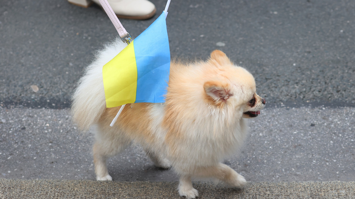 Арестович с полным ртом фри обратился к Шольцу: Пане
