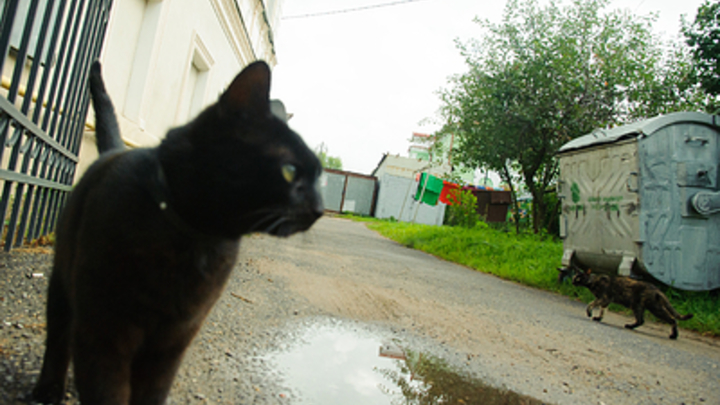 Карен Даллакян приглашает челябинцев отпраздновать День черного кота