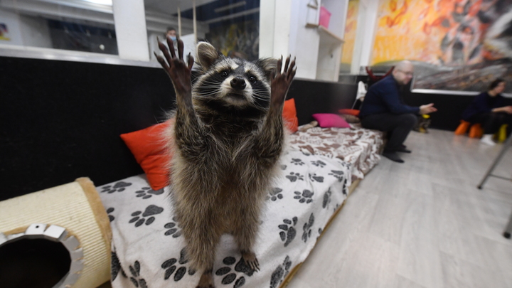 Мелитопольские студенты собрали средства на корм жителям Поляны сказок