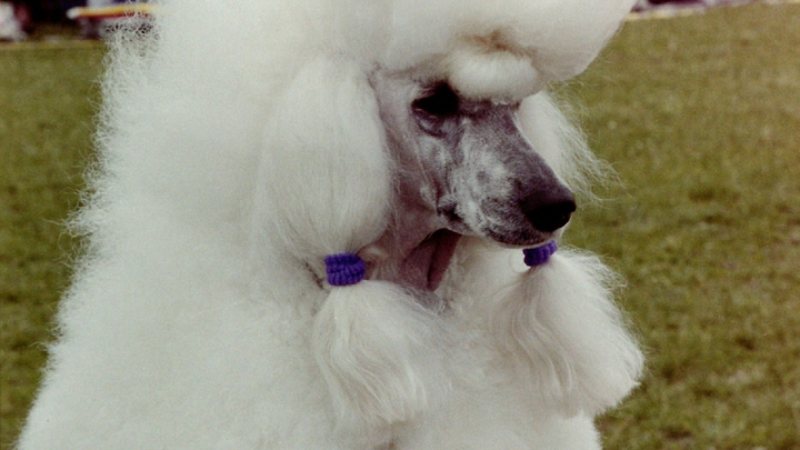 Что за новый закон о домашних животных принят в Ленобласти и кого придется чипировать