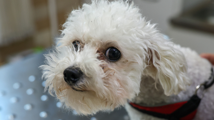 Госдума взялась за собак: Новый побор в России уже запланировали