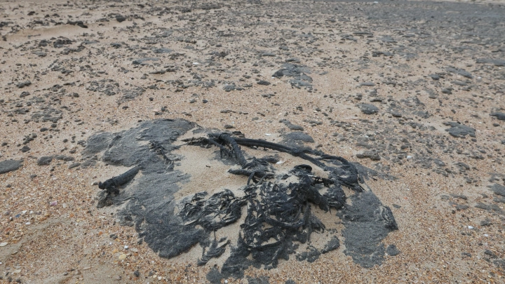 Экологическая ситуация в районе Большого Сочи: мазут может всплыть к лету