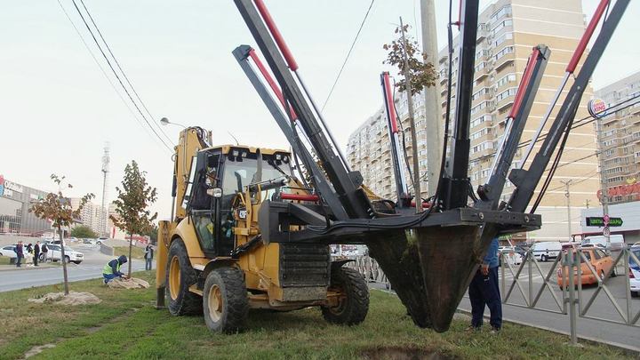 В Краснодаре с места будущей трамвайной линии на улице Московской началась пересадка лип
