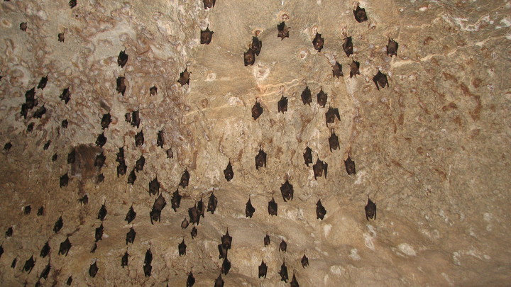 В Сочи из-за летучих мышей с новыми видами коронавируса пещеры не закроют