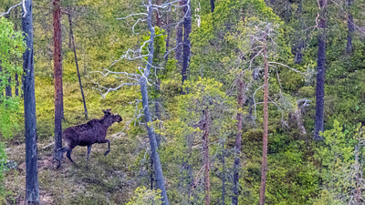 В Семёновском районе пенсионер сбил лося: два человека в больнице