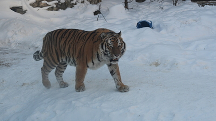 1 февраля – Китайский Новой год чёрного Водяного Тигра
