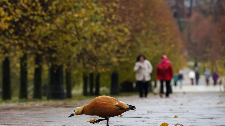 Заморозков не ждите: Синоптик рассказал, чем удивит погода в конце октября