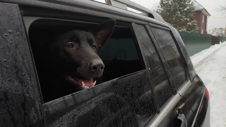 Собачник из Новосибирска заставил мигранта собрать выброшенный у школы мусор