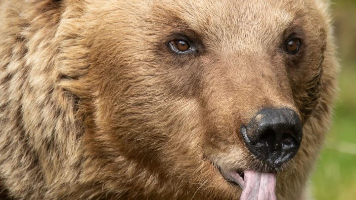 Третья мировая война могла начаться из-за одного единственного медведя
