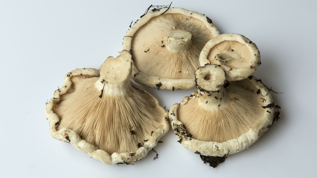 Белые грибы препятствуют старению организма