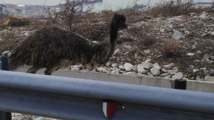 Состояние пойманной спустя месяц в горах Новороссийска страусихи Дуси оценивается как тяжёлое