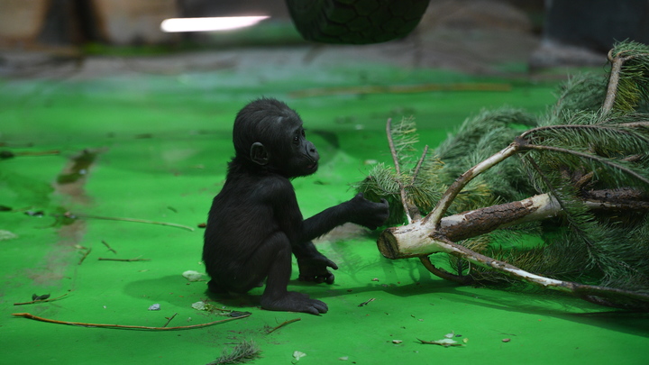 Бамбина, Лаура, Селена. Ленинградский зоопарк выбирает имя детенышу гиббонов