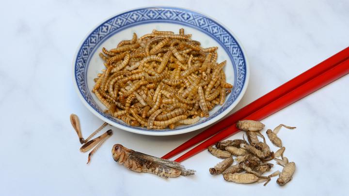 Скоро и в России? Мучные черви становятся частью рациона