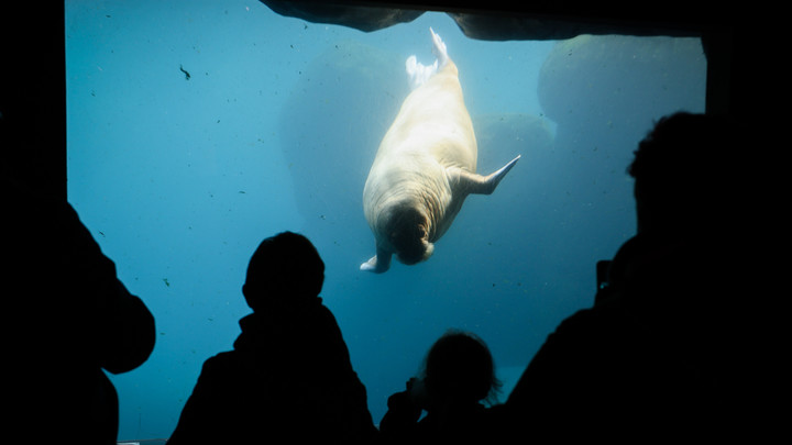 Московский зоопарк потратит 20 млн рублей на дружелюбного моржа