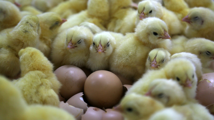 Желтый паводок: В Грузии тысячи цыплят вылупились из выброшенных на свалку яиц