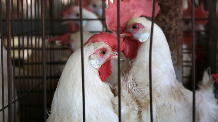 Праздника в Татарстане не будет: Птичий грипп поглотил яичный фестиваль