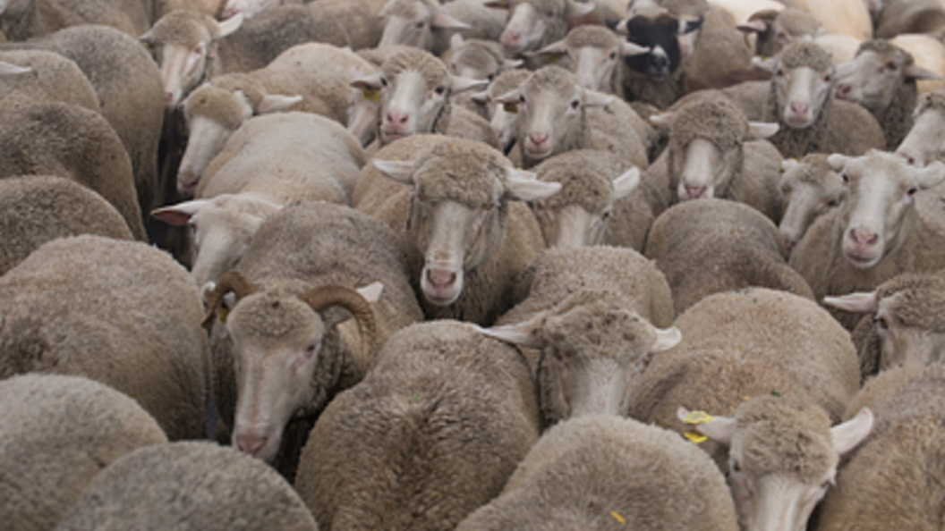 Щенок лайки 2 месяца. Стрижка собак в урюпинске волгоградской обл. Авито в урюпинске животных. Сельхоз животные волгоградская область. Урюпинская собака.