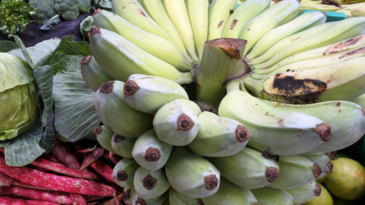Полцентнера кокаина обнаружили петербургские таможенники в бананах из Эквадора